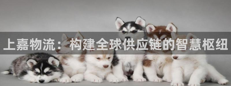 加拿大多多28是什么：上嘉物流：构建