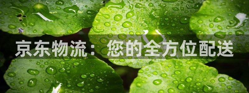 多多28加拿大下载